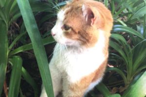 2016-10-10 01:00:00